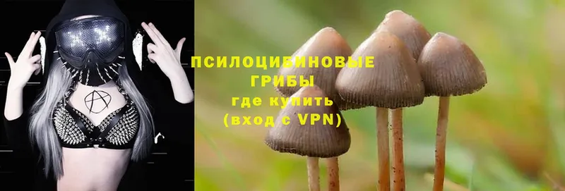 магазин    Дрезна  Галлюциногенные грибы Psilocybine cubensis 